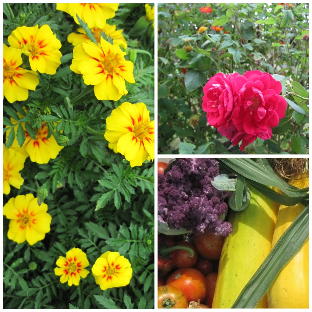 picmonkey_collage1