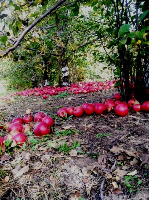 apple