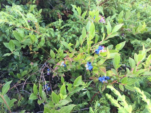 blueberries4