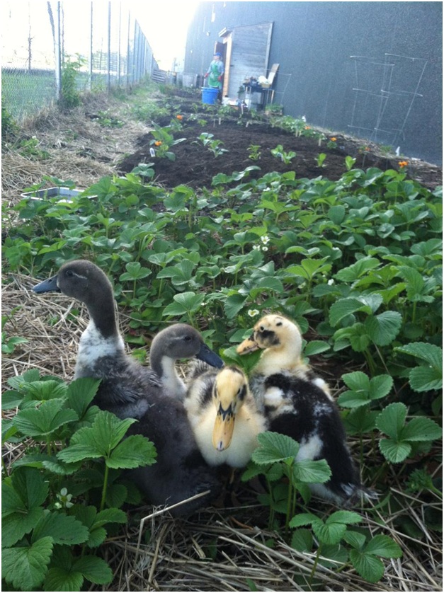 visitors_in_nw_garden_3