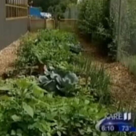 Kare 11 News Saturday - Grow with KARE
