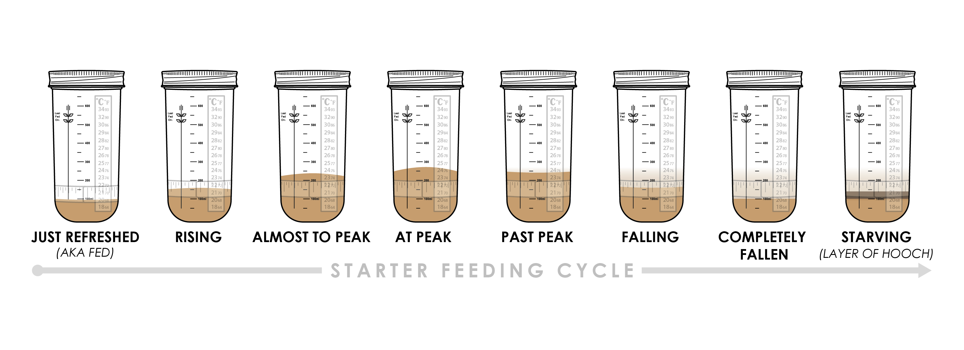 Diagram showing starter feeding cycle from just refreshed to starving to show visual cues of when starter is at its peak.